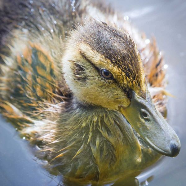 Washington State, Seabeck Mallard duck chick